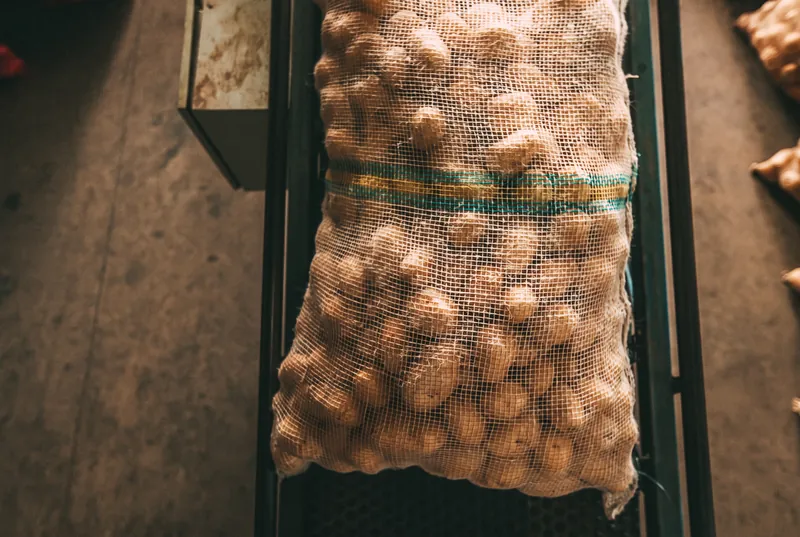 Sacaria com batatas sobre esteira de movimentação