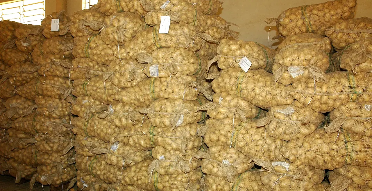 Batata em sacaria de juta empilhada no ponto de venda